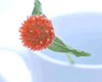 サンプル1 ホームページ制作(ホームページ作成)